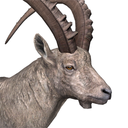 Alpine Ibex