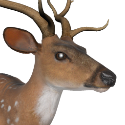 Axis Deer