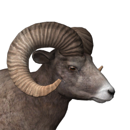 Bighorn Sheep