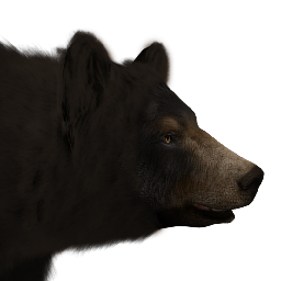 Black Bear