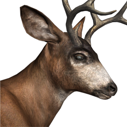 Blacktail Deer