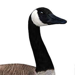 Canada Goose