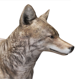 Coyote