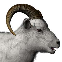 Dall Sheep