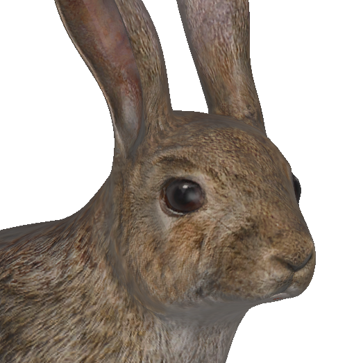 European Rabbit