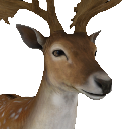 Fallow Deer