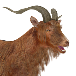 Feral Goat