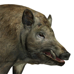 Feral Hog