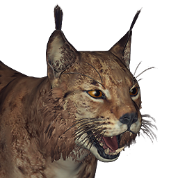 Eurasian Lynx