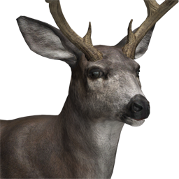 Mule Deer