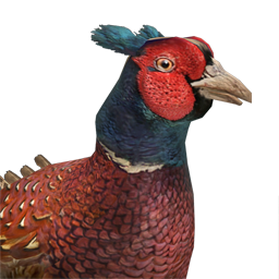 Pheasant