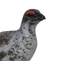 Ptarmigan