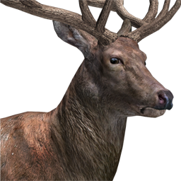 Red Deer