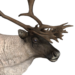 Reindeer