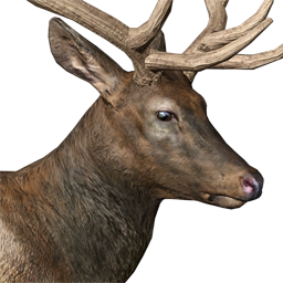 Roosevelt Elk