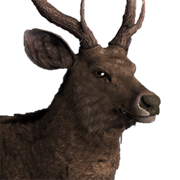 Sambar Deer