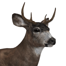 Sitka Deer