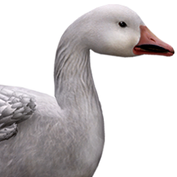 Snow Goose