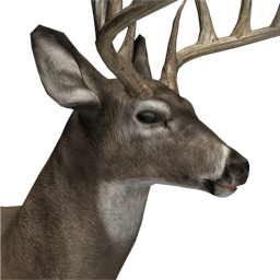 Whitetail Deer