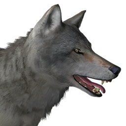 Grey Wolf